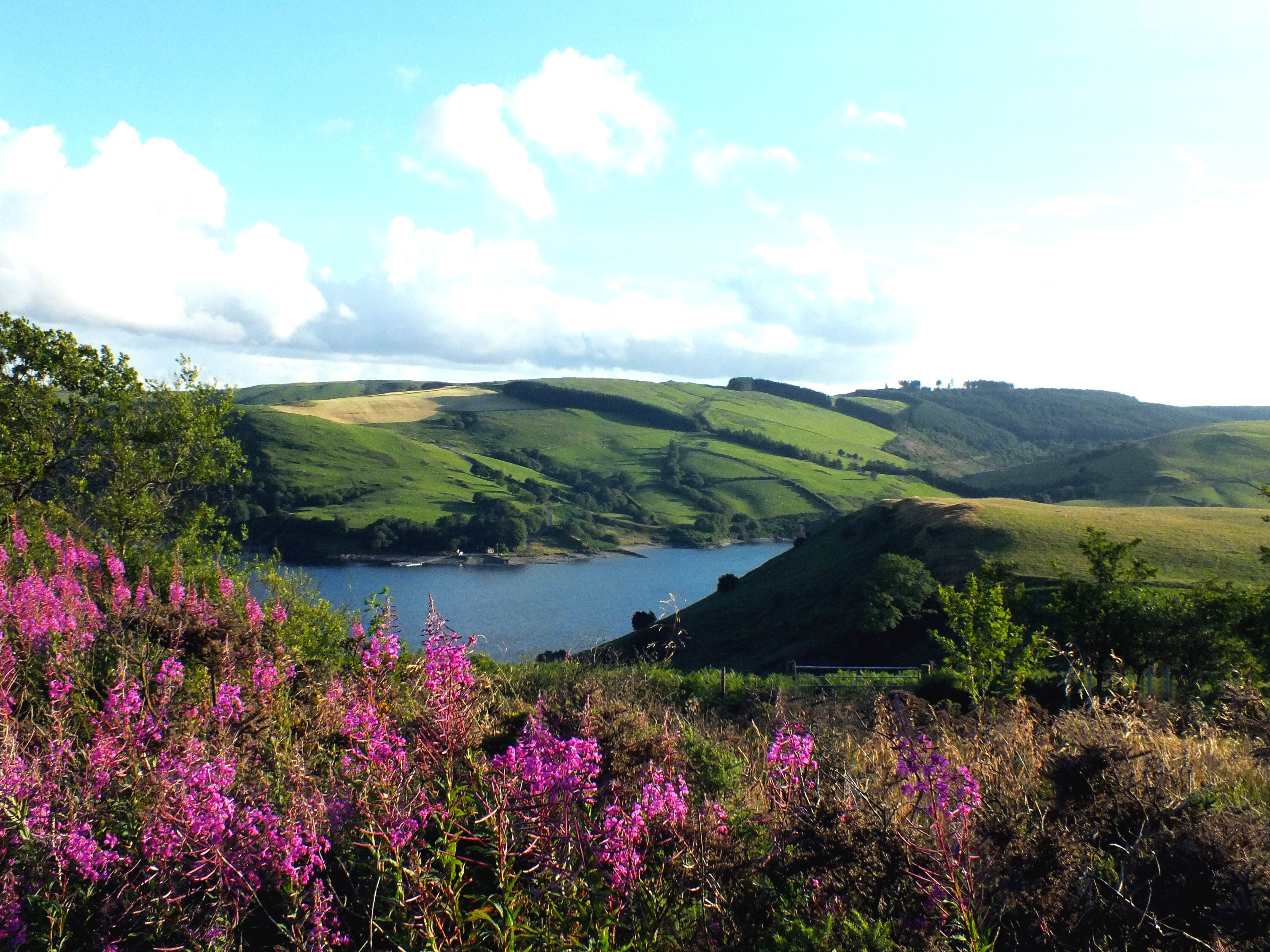 FOXGLOVES ON THE CLYWEDOG Bill Bagley Photography